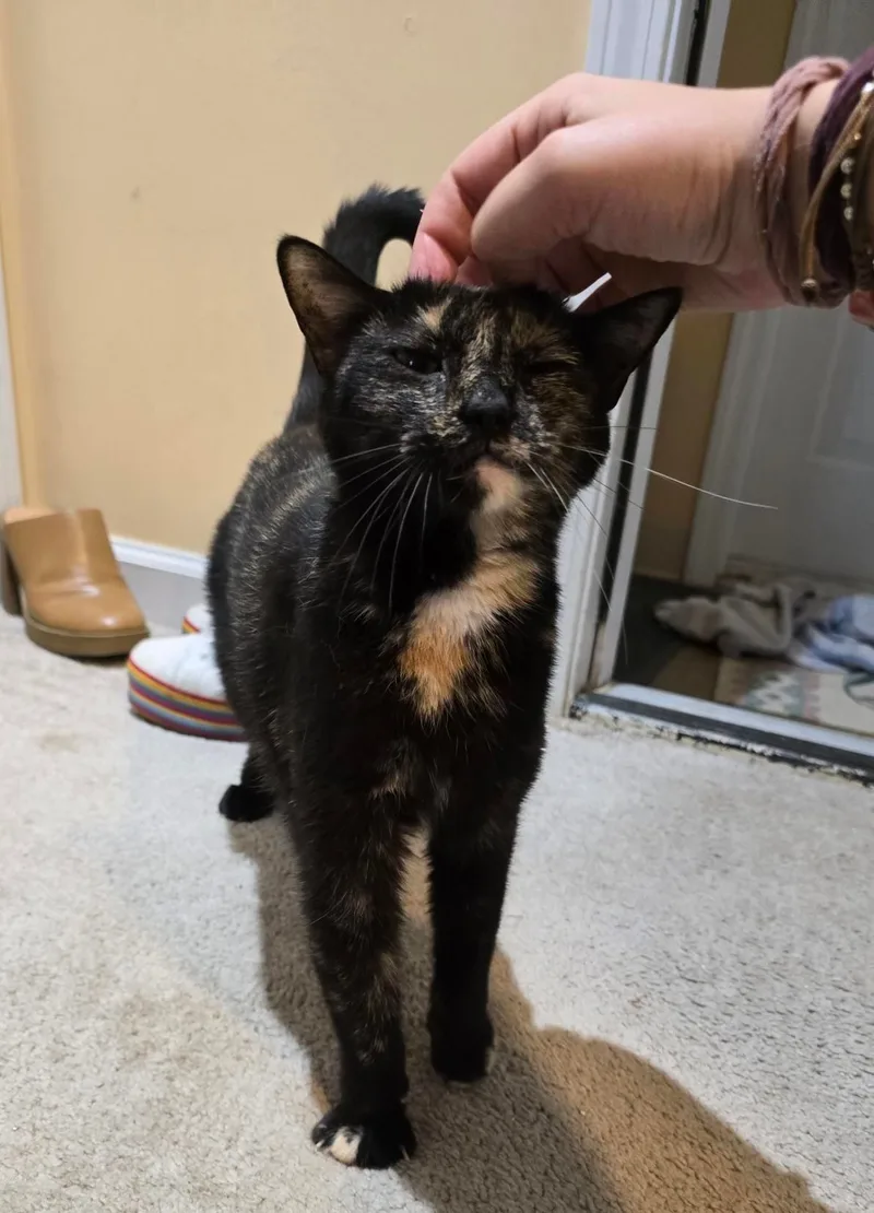 An adult medium-sized female Tortoiseshell American Bobtail cat named Billy Jean for adoption in Nutley, NJ