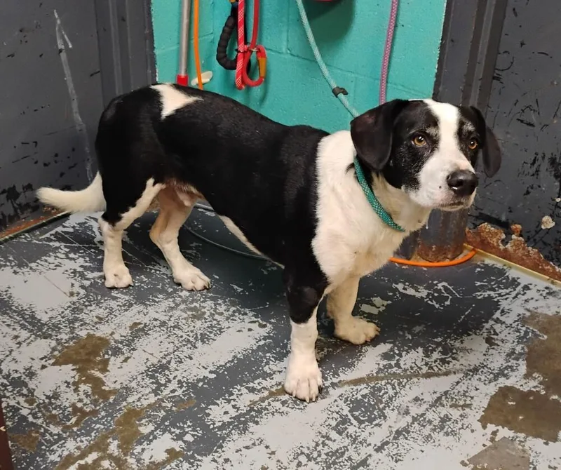 A young medium-sized male Basset Hound dog named Paul for adoption in New Lexington, OH