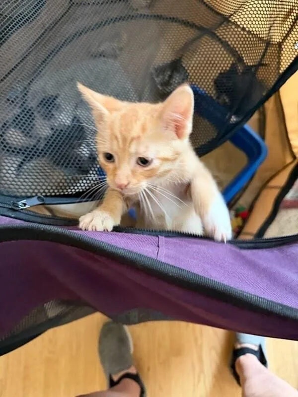 A baby small-sized male Domestic Short Hair cat named Kermit Wi for adoption in Peoria, IL