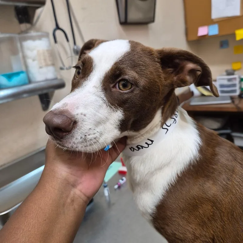 A baby small-sized female Brown / Chocolate Terrier dog named Mona for adoption in Birmingham, AL