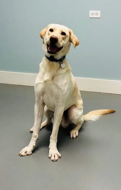 Banana Pudding thumbnail 2