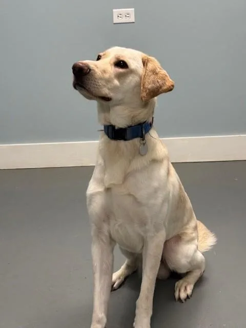 Banana Pudding thumbnail 4