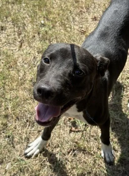 A young medium-sized male Staffordshire Bull Terrier dog named Moose for adoption in Killeen, TX