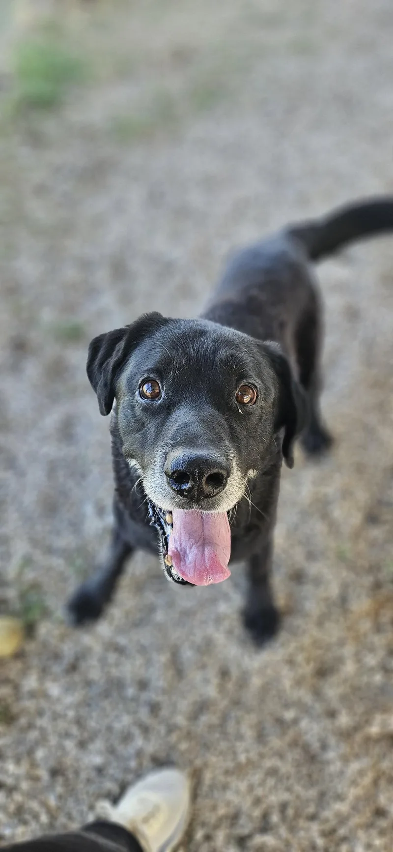 A senior large-sized male Labrador Retriever dog named Mercury for adoption in Fort Worth, TX