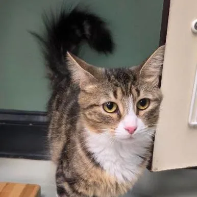 An adult small-sized female Domestic Short Hair cat named Talula for adoption in Kennett Square, PA