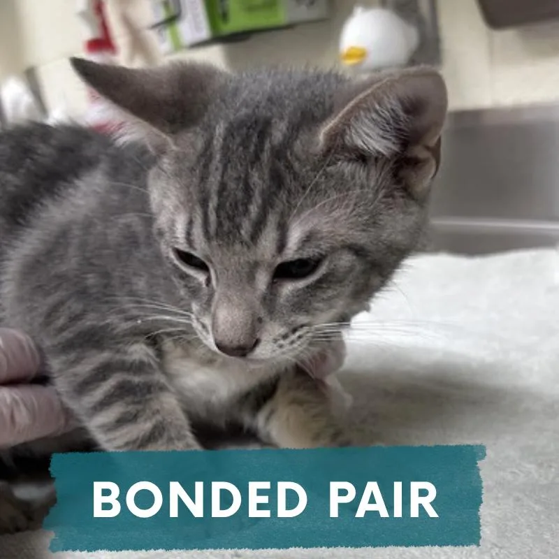A baby small-sized male Gray / Blue / Silver Domestic Short Hair cat named Bart for adoption in Asheville, NC