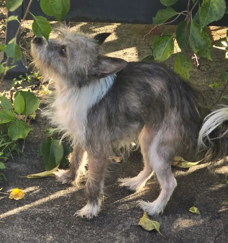 A young small-sized female Chihuahua dog named Cleo for adoption in Walnutport, PA