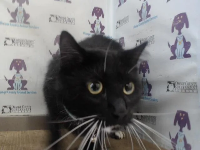 A young medium-sized male Domestic Short Hair cat named Tux for adoption in Orlando, FL