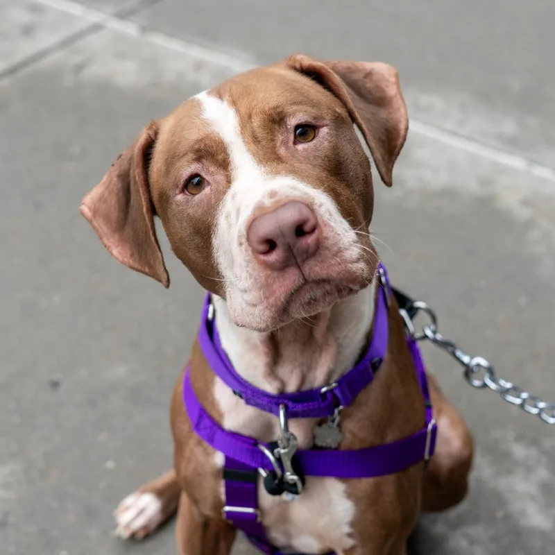 A young medium-sized female Brown / Chocolate Pit Bull Terrier dog named Nutella for adoption in New York, NY