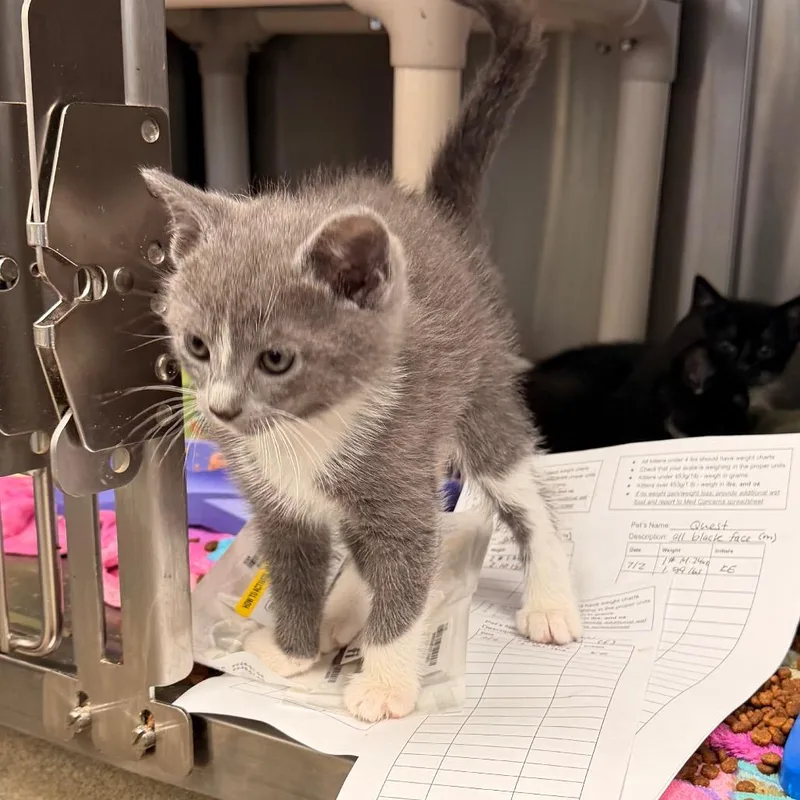 A baby small-sized male Gray / Blue / Silver Domestic Short Hair cat named Pixel for adoption in Lynchburg, VA