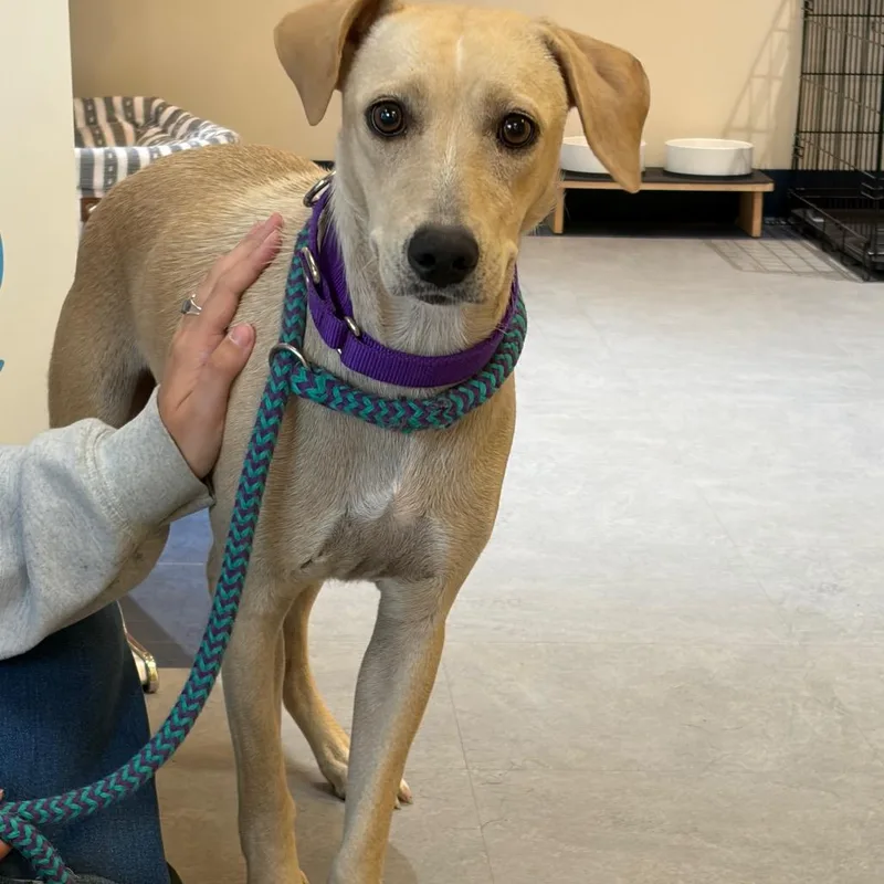 A young medium-sized female Yellow / Tan / Blond / Fawn Hound dog named Kris for adoption in Morrisville, VT