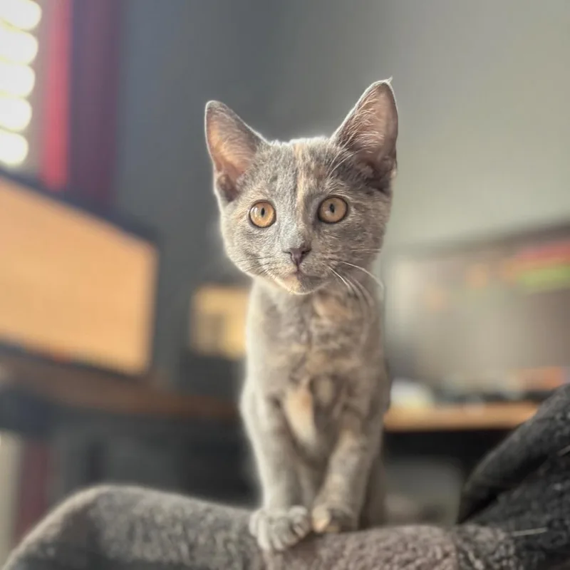 A baby small-sized female Domestic Short Hair cat named Tybalt for adoption in Cumming, GA