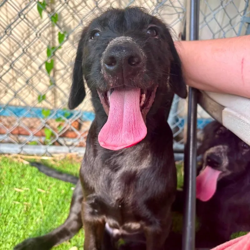 A baby medium-sized male Black Schnauzer dog named Pinkie for adoption in Quakertown, PA