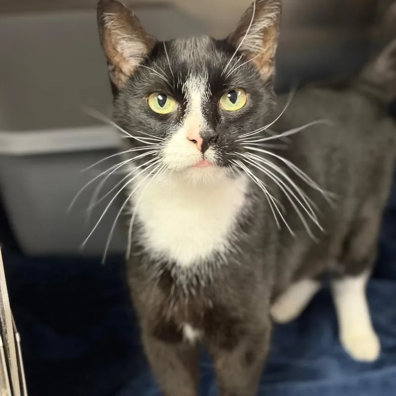 An adult medium-sized male Black Domestic Short Hair cat named Gromit for adoption in Fort Smith, AR