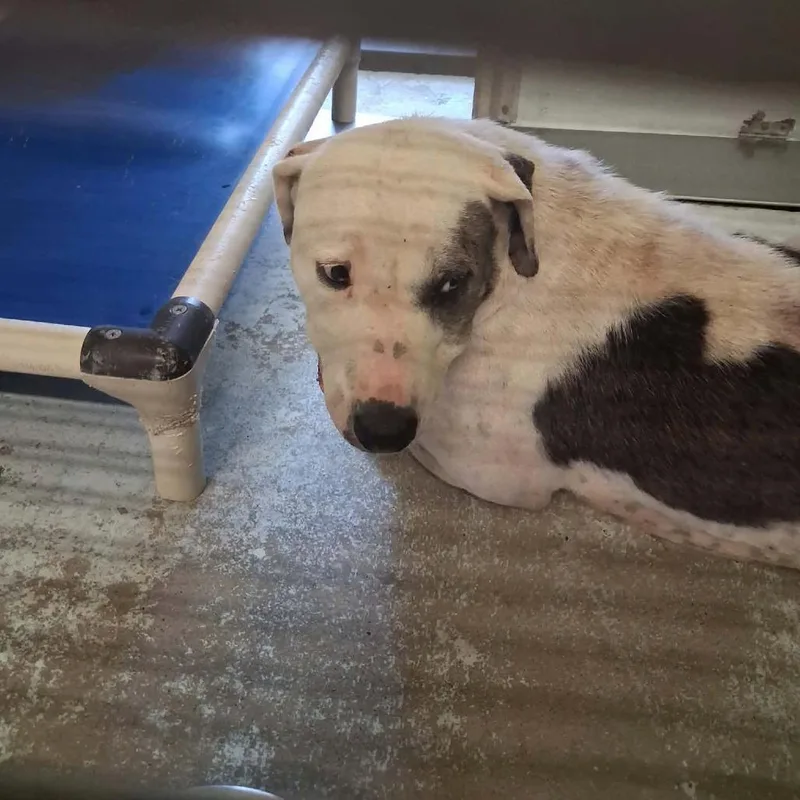 An adult large-sized female White / Cream Pit Bull Terrier dog named Nala for adoption in Bastrop, TX