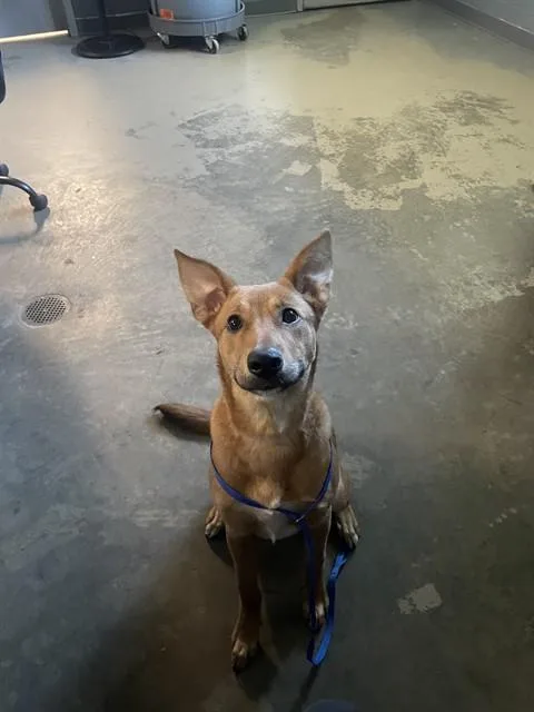 A young small-sized female Carolina Dog dog named Luna for adoption in Tallahassee, FL