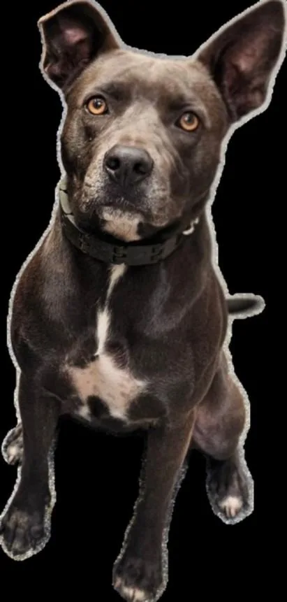 An adult large-sized female Pit Bull Terrier dog named Riley for adoption in Los Angeles, CA