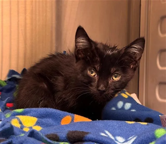 A baby small-sized female Domestic Short Hair cat named Holliday for adoption in Tustin, CA