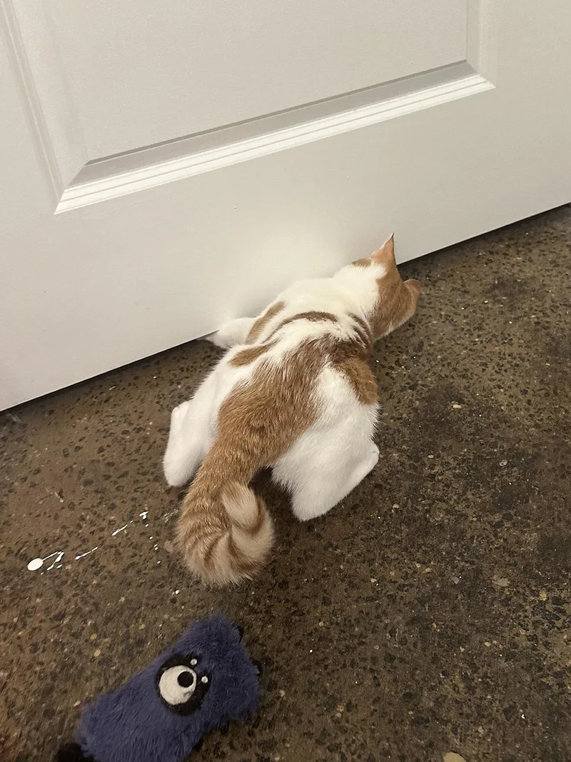A baby medium-sized male Orange & White Domestic Short Hair cat named Paddington Pine for adoption in Philadelphia, PA