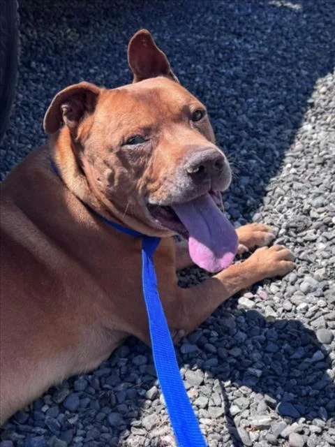 A senior large-sized male Pit Bull Terrier dog named Clifford for adoption in Woodland, CA