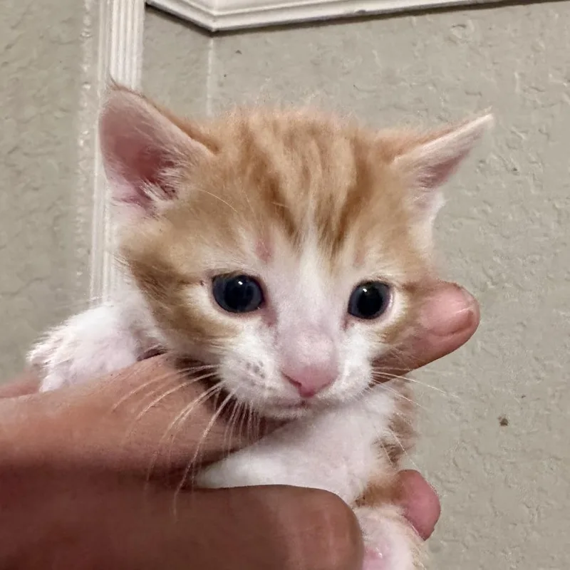 Cheeto Puff