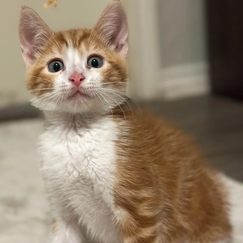 Cheeto Puff thumbnail 2