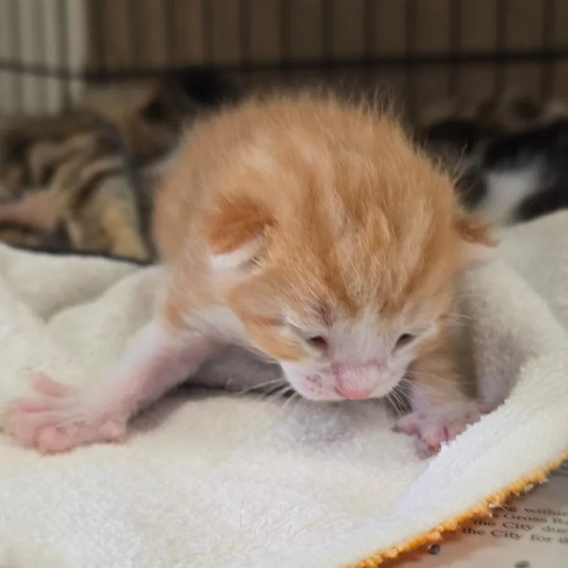 Cheeto Puff thumbnail 3