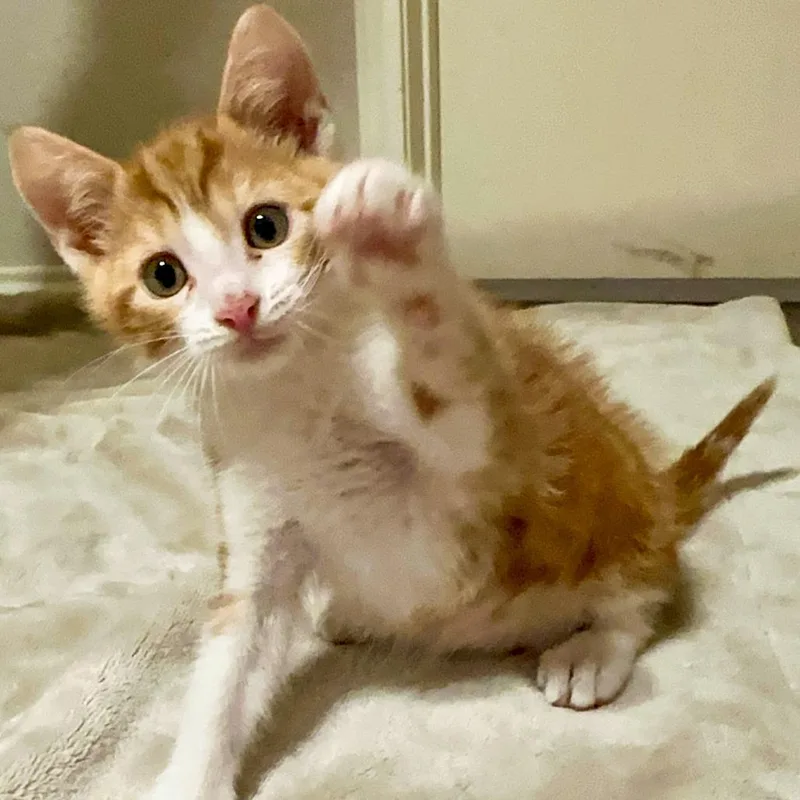 Cheeto Puff thumbnail 4