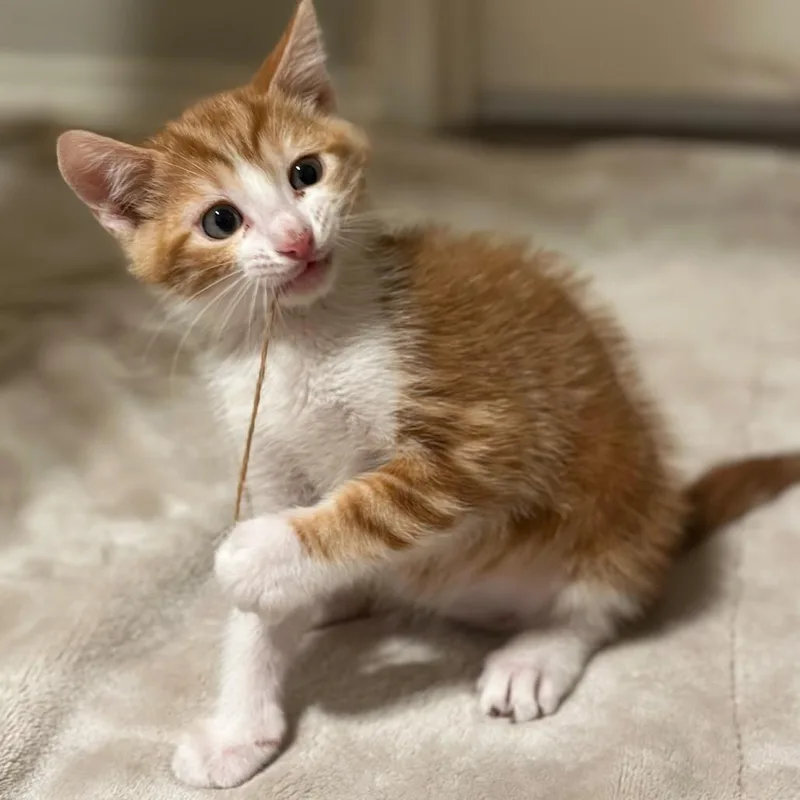 Cheeto Puff thumbnail 5