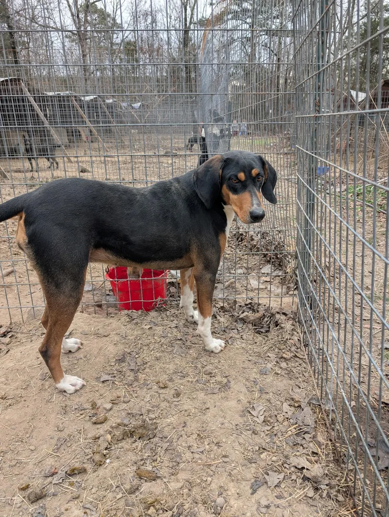 An adult medium-sized female Tricolor (Brown, Black, & White) Black and Tan Coonhound dog named Clarabelle for adoption in Chicopee, MA