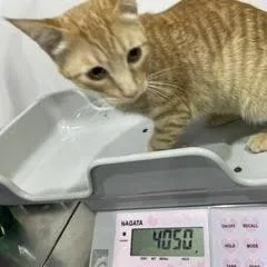 A young medium-sized male Orange / Red Domestic Short Hair cat named Rufus for adoption in Waltham, MA