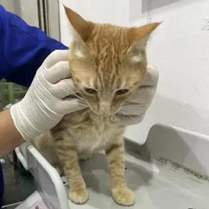 Rufus thumbnail 2