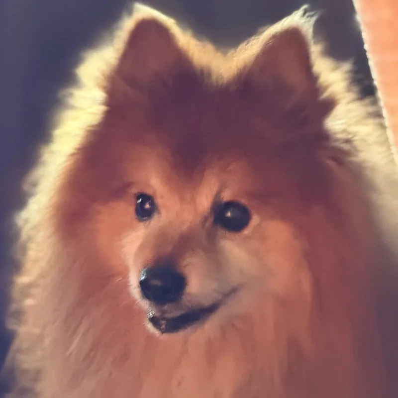 An adult small-sized male Red / Chestnut / Orange Pomeranian dog named Fred for adoption in Greenfield, IN