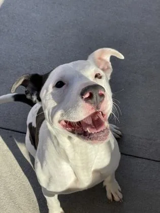 An adult medium-sized female Mixed Breed dog named Snow Plow for adoption in Cincinnati, OH