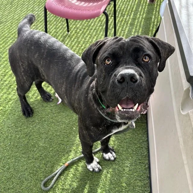 A young large-sized female Mastiff dog named Love for adoption in Phoenix, AZ