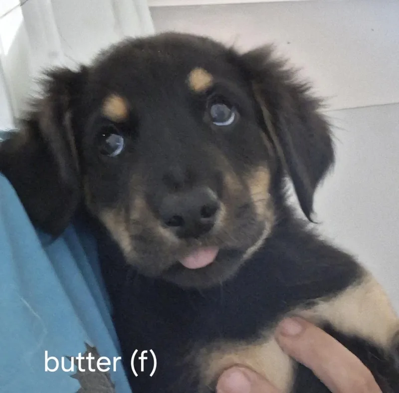 Butter Pat