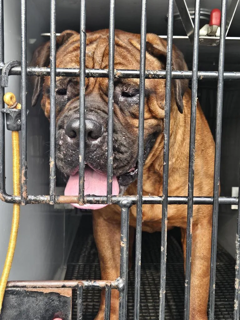 A young extra large-sized female Mastiff dog named Bertha for adoption in Vineland, NJ
