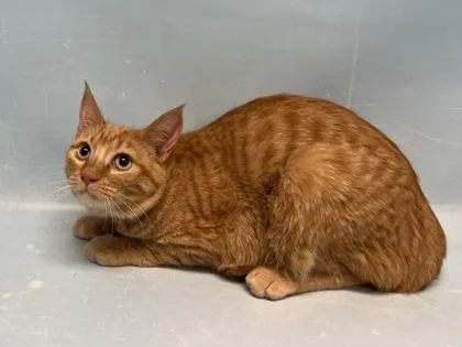 A young small-sized male Domestic Short Hair cat named Finn for adoption in Woodbury, MN