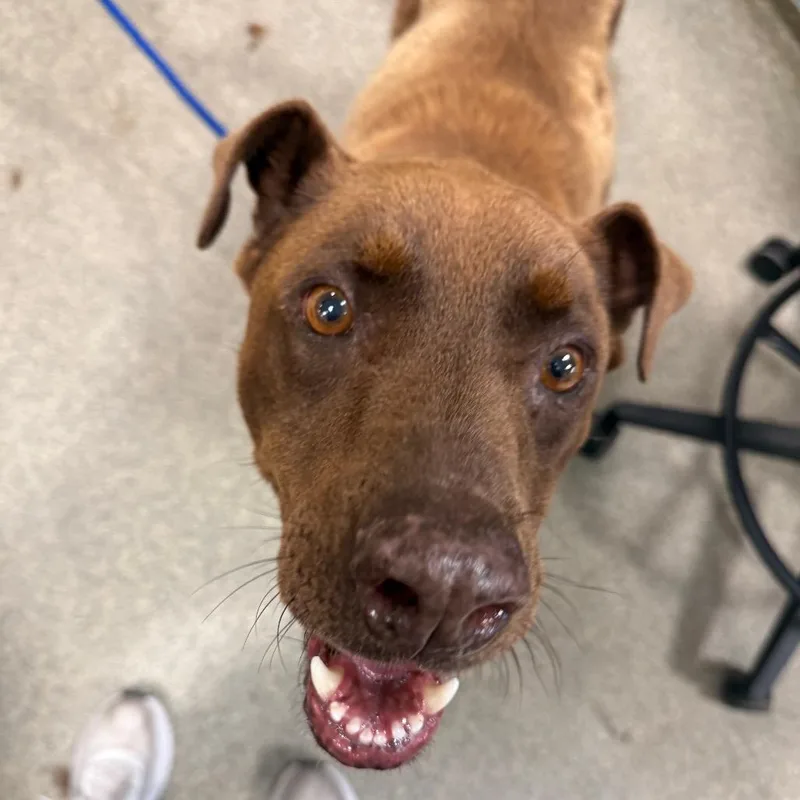 An adult medium-sized male Brown / Chocolate Mixed Breed dog named Luke for adoption in Jacksonville, FL
