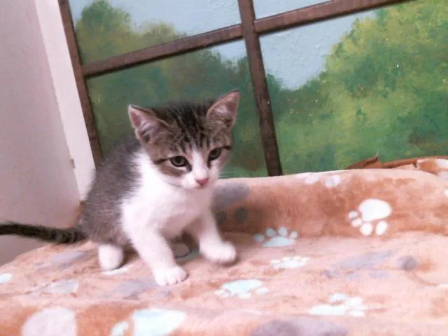 A baby small-sized female Domestic Short Hair cat named Rosa for adoption in Houston, TX