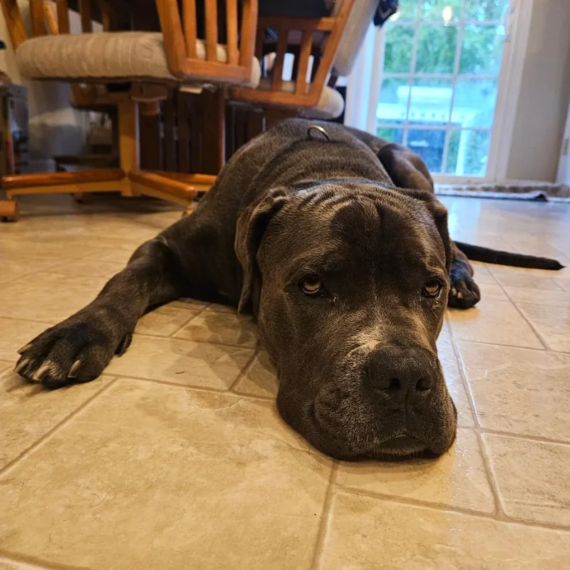 An adult large-sized male Mastiff dog named Chipp for adoption in Valparaiso, IN