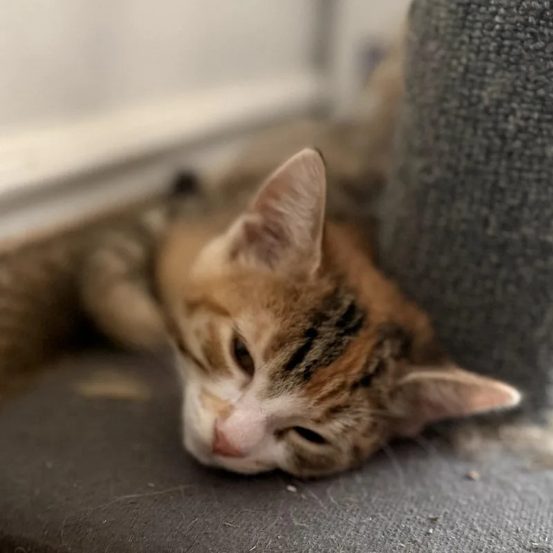 A baby small-sized female Calico Domestic Short Hair cat named Bailey for adoption in Long Beach, CA
