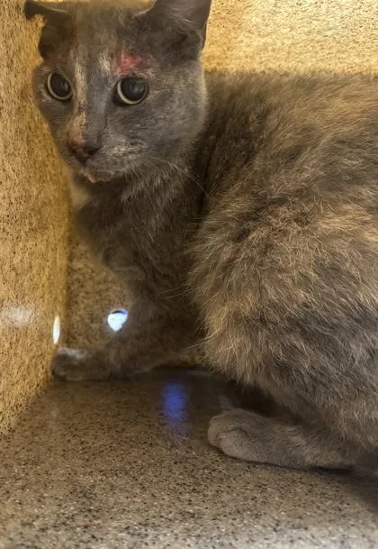 An adult small-sized female Domestic Short Hair cat named Saturn for adoption in West Chester, PA