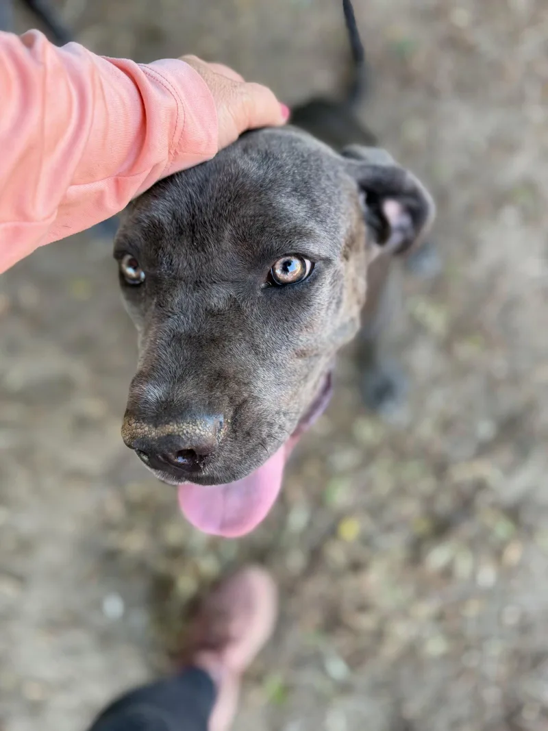 A baby extra large-sized female Cane Corso dog named Iris for adoption in Glendale, AZ