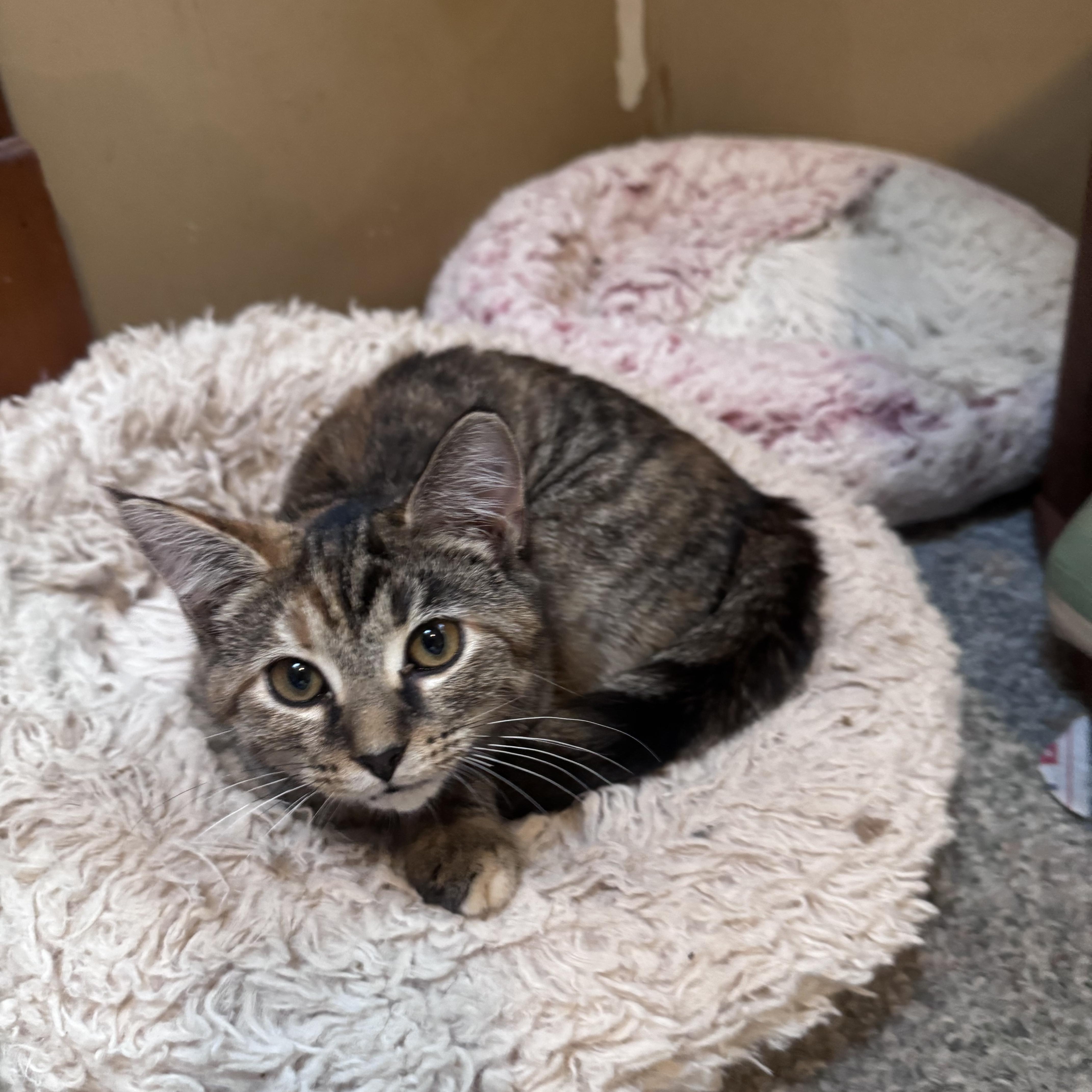 A baby medium-sized female Calico Domestic Medium Hair cat named Keeley for adoption in Crystal Lake, IL