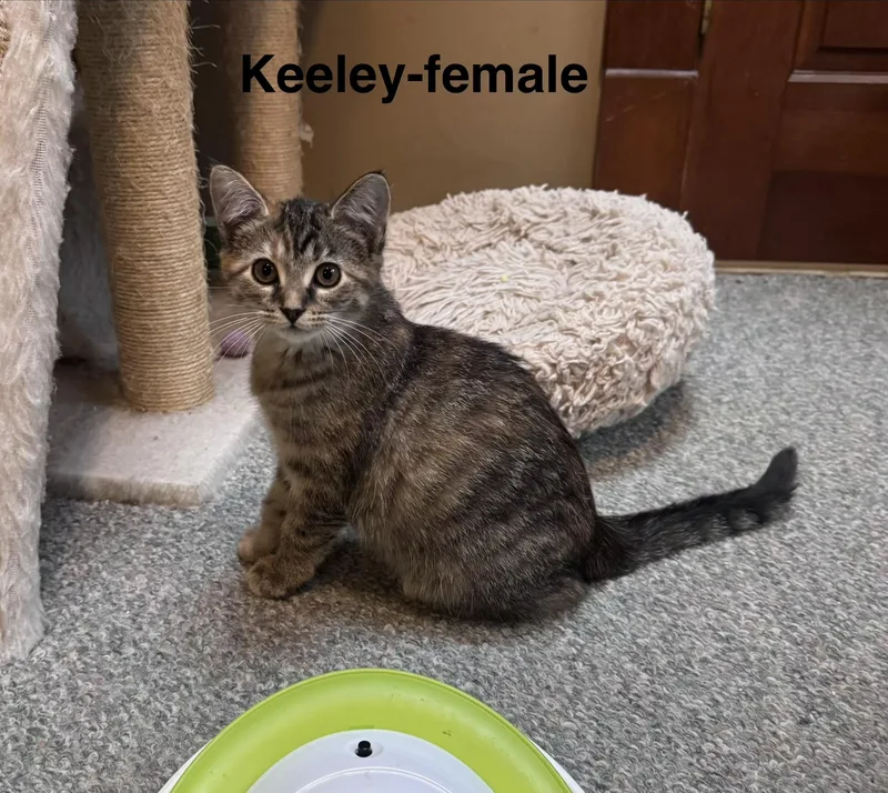 Keeley thumbnail 3