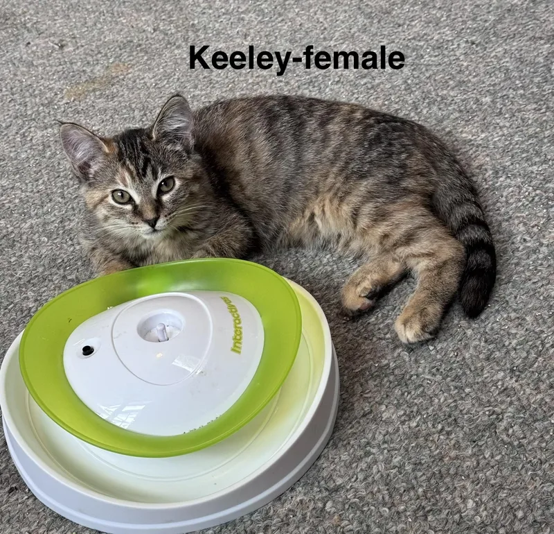 Keeley thumbnail 4