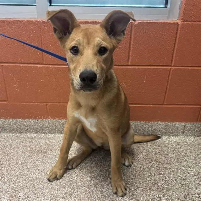 A young small-sized female German Shepherd Dog dog named Curry for adoption in Pueblo, CO
