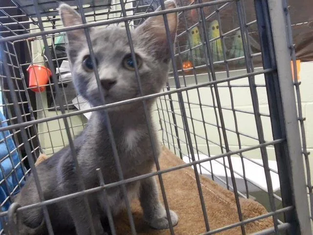 A baby small-sized female Domestic Short Hair cat named Miss Pumkin for adoption in Tulsa, OK