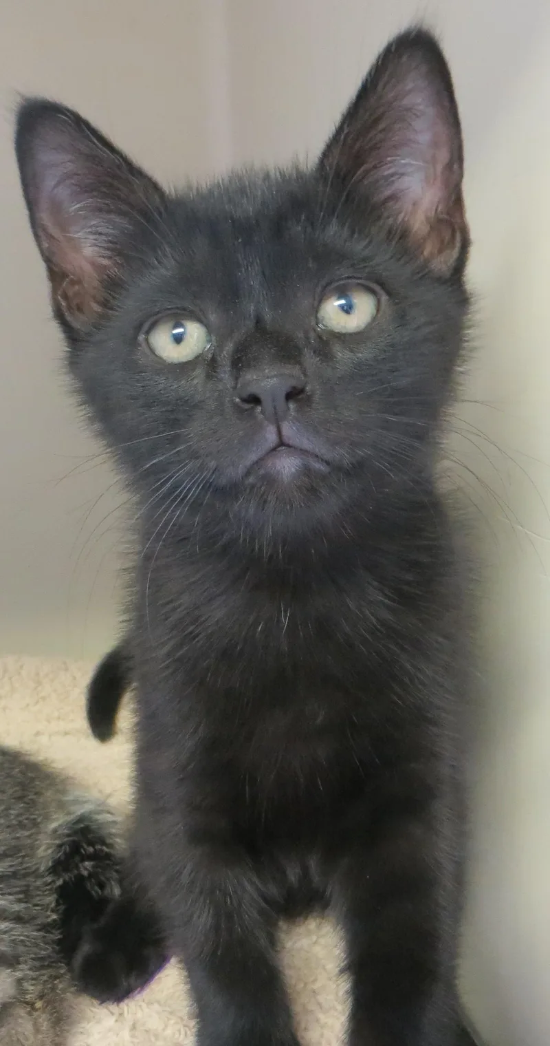 A young medium-sized male Domestic Short Hair cat named Frasier Niles & for adoption in Taunton, MA